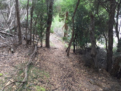 The Lady Barron Foreshore Walk - Accommodation Port Macquarie 1