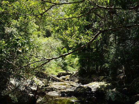 Witta - Accommodation Port Macquarie 0