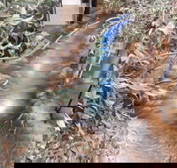 Barmah Forest Heritage and Education Centre - Nathalia - Accommodation Port Macquarie