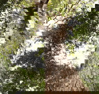 Coachwood Loop Track - Accommodation Port Macquarie