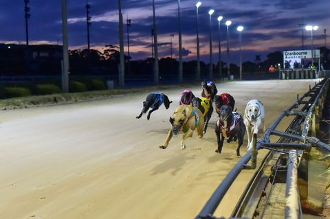 Cranbourne Greyhound Racing Club - Accommodation Port Macquarie 1