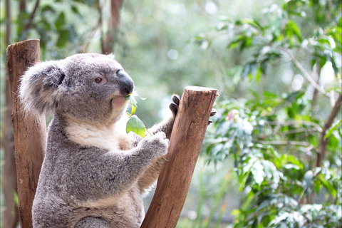 Featherdale Wildlife Park - Accommodation Port Macquarie 1