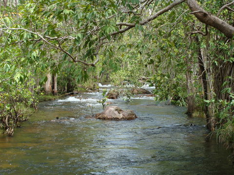 Florence Creek Walk - Accommodation Port Macquarie 0