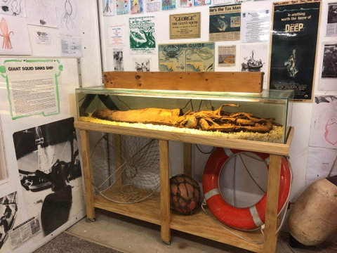 George The Giant Squid Display, Wallaroo - Accommodation Port Macquarie 0