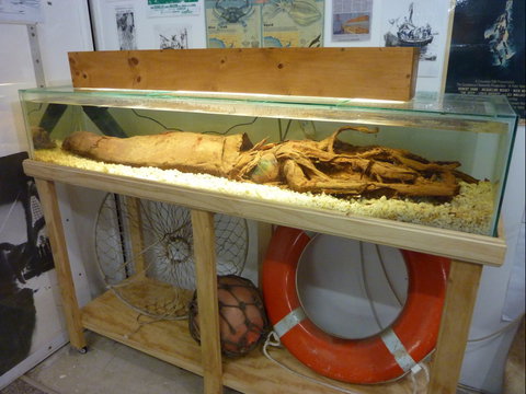 George The Giant Squid Display, Wallaroo - Accommodation Port Macquarie 1