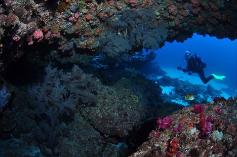 Hutchinson Shoal Dive Site - Accommodation Port Macquarie 0