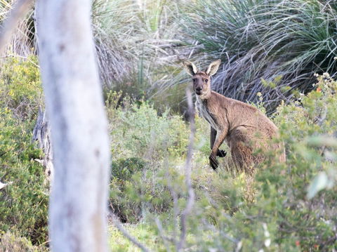 Kaiserstuhl Conservation Park - Accommodation Port Macquarie 0