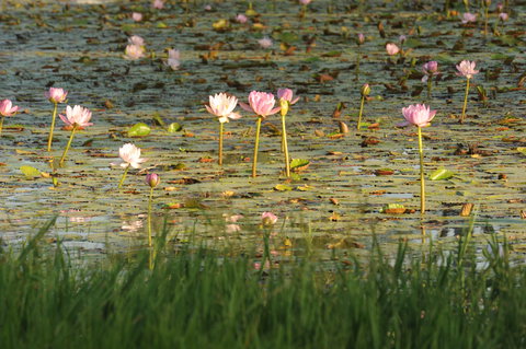 Miles - Accommodation Port Macquarie 2
