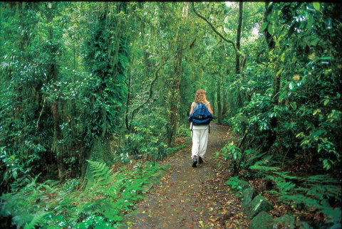 Mount Cougal, Springbrook National Park - Accommodation Port Macquarie 0