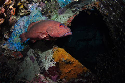 Severance Shipwreck Dive Site - Accommodation Port Macquarie 1