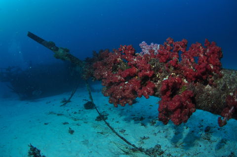 Severance Shipwreck Dive Site - Accommodation Port Macquarie 2