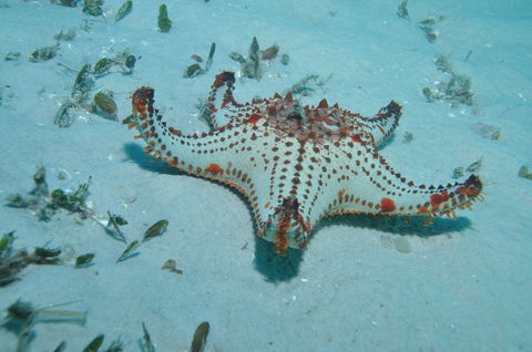 The Pines Dive Site - Accommodation Port Macquarie 0