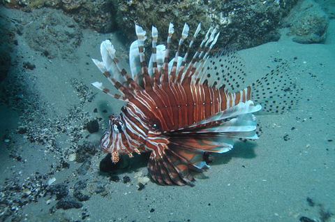 The Pines Dive Site - Accommodation Port Macquarie 1