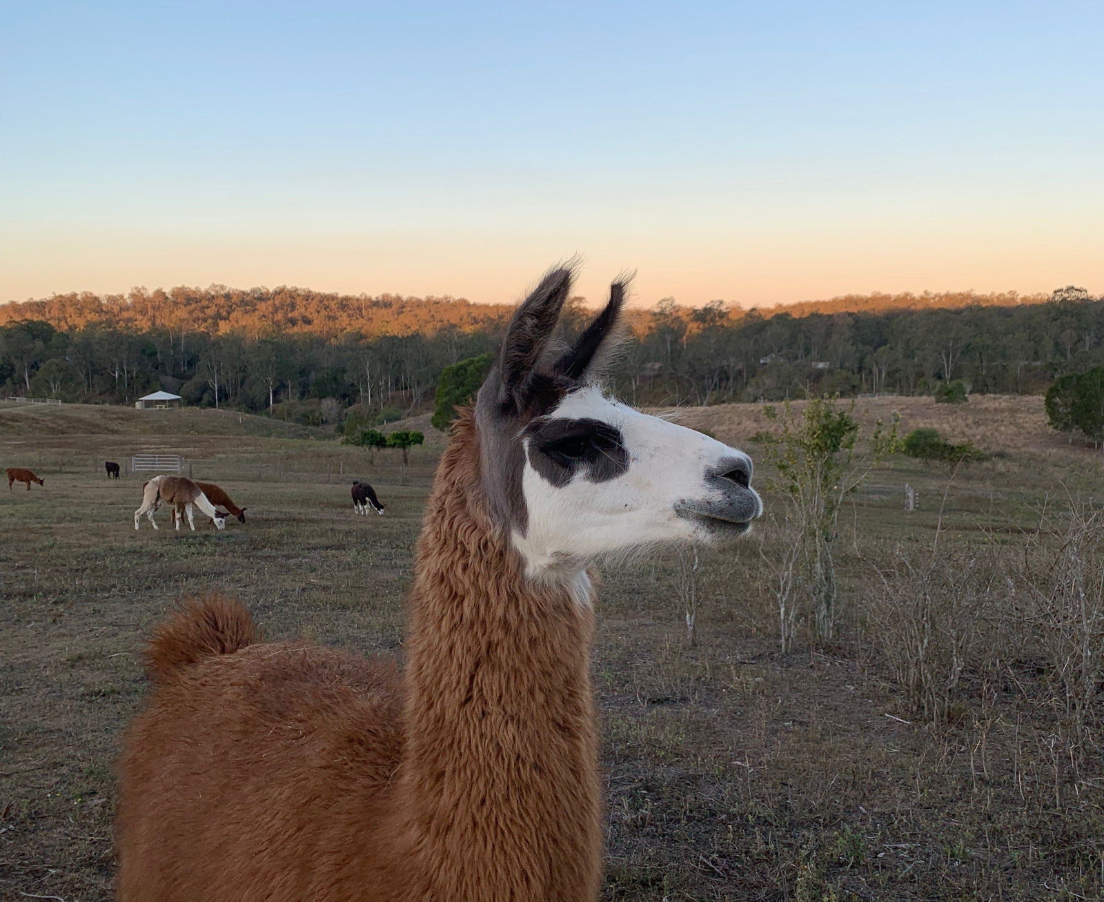 Pine Mountain QLD Accommodation Port Macquarie