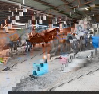 The Equine Club - Accommodation Port Macquarie