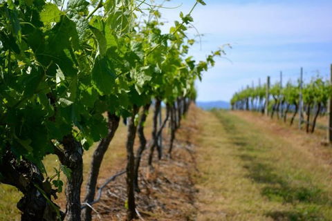 Hunter Valley Wine Tour Ex Newcastle Incl Lunch, Cheese, Chocolate & Distillery - Accommodation Port Macquarie 9