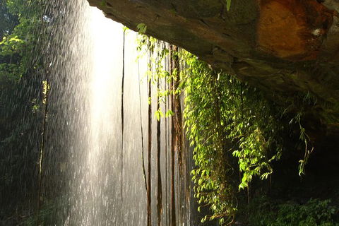 Rainforest & Waterfall Experience - Accommodation Port Macquarie 9