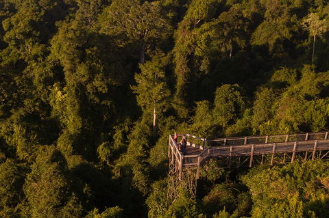 Rainforest & Waterfall Experience - Accommodation Port Macquarie 5