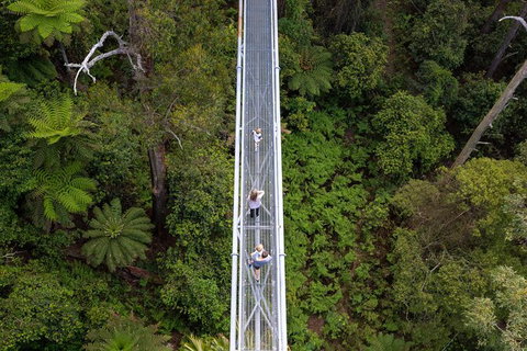 Illawarra Fly Treetop Adventures Treetop Walk Admission Ticket - Accommodation Port Macquarie 4