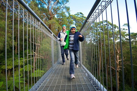Illawarra Fly Treetop Adventures Treetop Walk Admission Ticket - Accommodation Port Macquarie 7