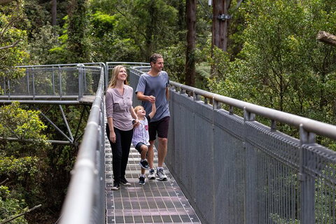 Illawarra Fly Treetop Adventures Treetop Walk Admission Ticket - Accommodation Port Macquarie 1