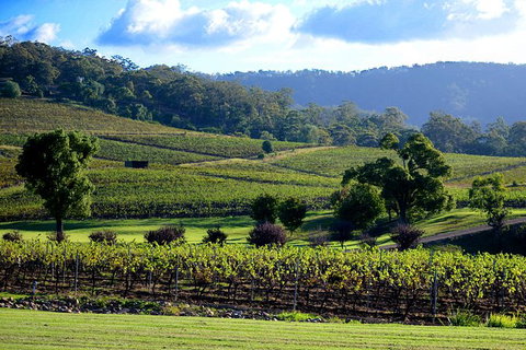 Ivanhoe Wines: Trip Advisor Seated Wine Tasting Masterclass - Accommodation Port Macquarie 4