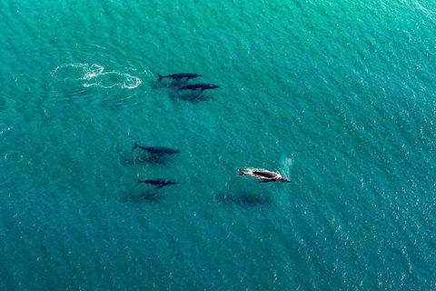 25-30 Minute Newcastle & Macquarie Helicopter Shared Flight - Accommodation Port Macquarie 2