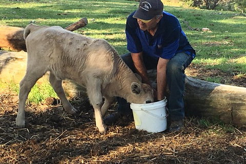 Interactive Farm Tours On A Beef, Lamb And Duck Farm - Accommodation Port Macquarie 2