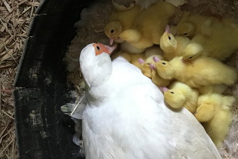 Interactive Farm Tours On A Beef, Lamb And Duck Farm - Accommodation Port Macquarie 3