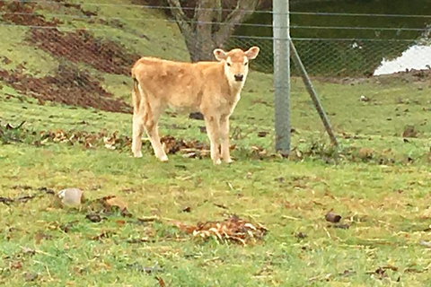Interactive Farm Tours On A Beef, Lamb And Duck Farm - Accommodation Port Macquarie 7