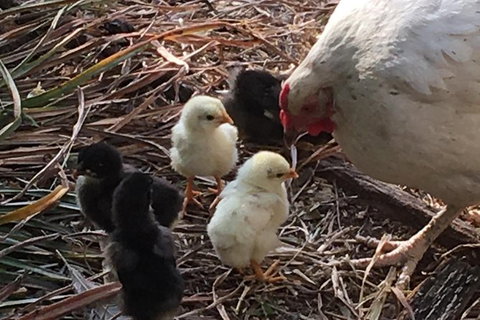 Interactive Farm Tours On A Beef, Lamb And Duck Farm - Accommodation Port Macquarie 6