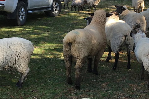 Interactive Farm Tours On A Beef, Lamb And Duck Farm - Accommodation Port Macquarie 4