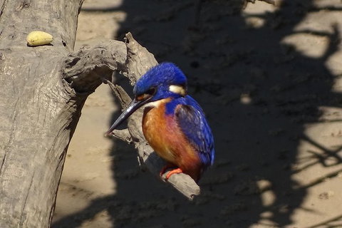 Byron Bay Sunset Rainforest Eco-Cruise - Accommodation Port Macquarie 3
