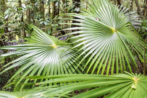 Full-Day Kiama Coast And The Royal National Park Guided Tour - Accommodation Port Macquarie 4