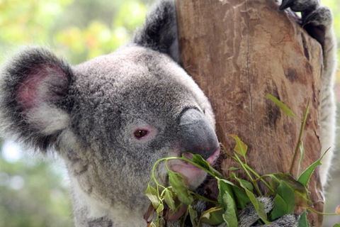 Private 10-hour Tour To Blue Mountains From Sydney - Hotel Pick Up & Drop Off - Accommodation Port Macquarie 2