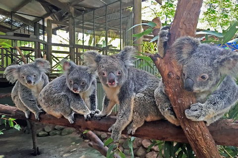 Cairns 2-Day Combo: Great Barrier Reef Cruise And Kuranda - Accommodation Port Macquarie 6