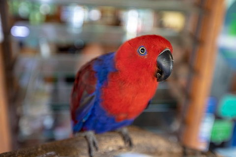 Daintree Rainforest, Cape Tribulation And Bloomfield Track Small Group Tour - Accommodation Port Macquarie 14