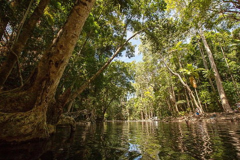 Daintree Rainforest, Cape Tribulation And Bloomfield Track Small Group Tour - Accommodation Port Macquarie 7