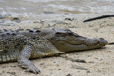 Daintree Rainforest, Cape Tribulation And Bloomfield Track Small Group Tour - Accommodation Port Macquarie 8