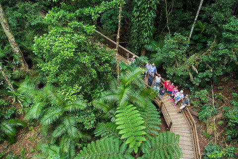 Daintree Rainforest, Cape Tribulation And Bloomfield Track Small Group Tour - Accommodation Port Macquarie 0