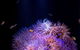 SEA LIFE Sunshine Coast Aquarium Entrance Ticket - thumb 1