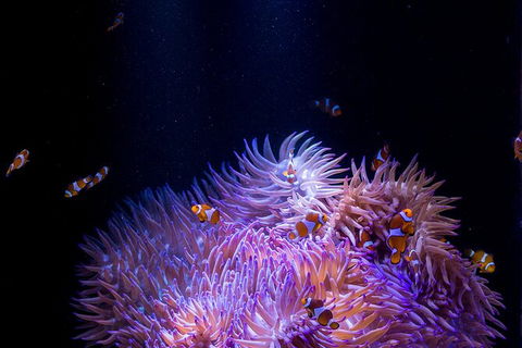SEA LIFE Sunshine Coast Aquarium Entrance Ticket - Accommodation Port Macquarie 1