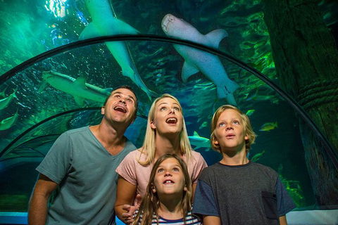 SEA LIFE Sunshine Coast Aquarium Entrance Ticket - Accommodation Port Macquarie 3