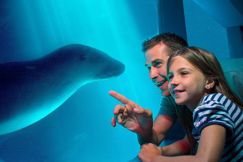 SEA LIFE Sunshine Coast Aquarium Entrance Ticket - Accommodation Port Macquarie 0