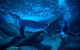 SEA LIFE Sunshine Coast Aquarium Entrance Ticket - thumb 2