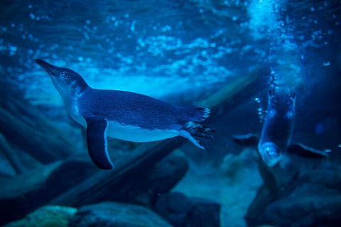 SEA LIFE Sunshine Coast Aquarium Entrance Ticket - Accommodation Port Macquarie 2