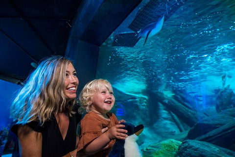 SEA LIFE Sunshine Coast Aquarium Entrance Ticket - Accommodation Port Macquarie 4