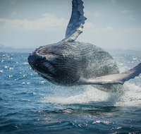 2-Hour Guided Whale Watching Tour at Noosa - Accommodation Port Macquarie
