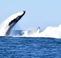 Noosa Whale Watching - Accommodation Port Macquarie