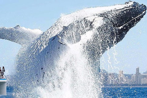 Gold Coast City Card (3 Days Card): Unlimited Attractions - Accommodation Port Macquarie 8